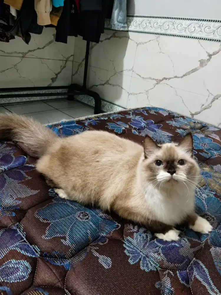 Persia Himalaya