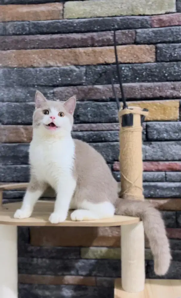 British Shorthair Bicolor Fawn Import
