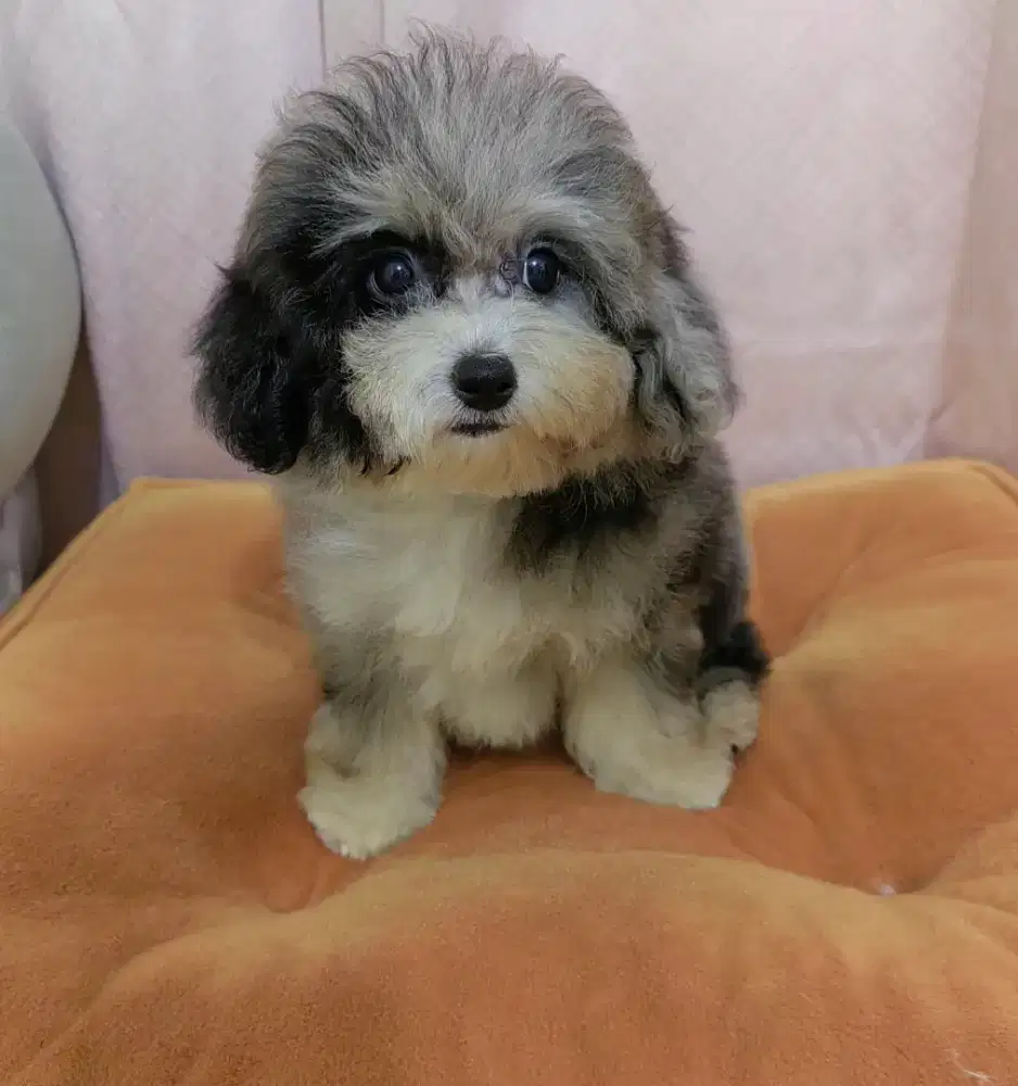 Poodle merle mix bichon