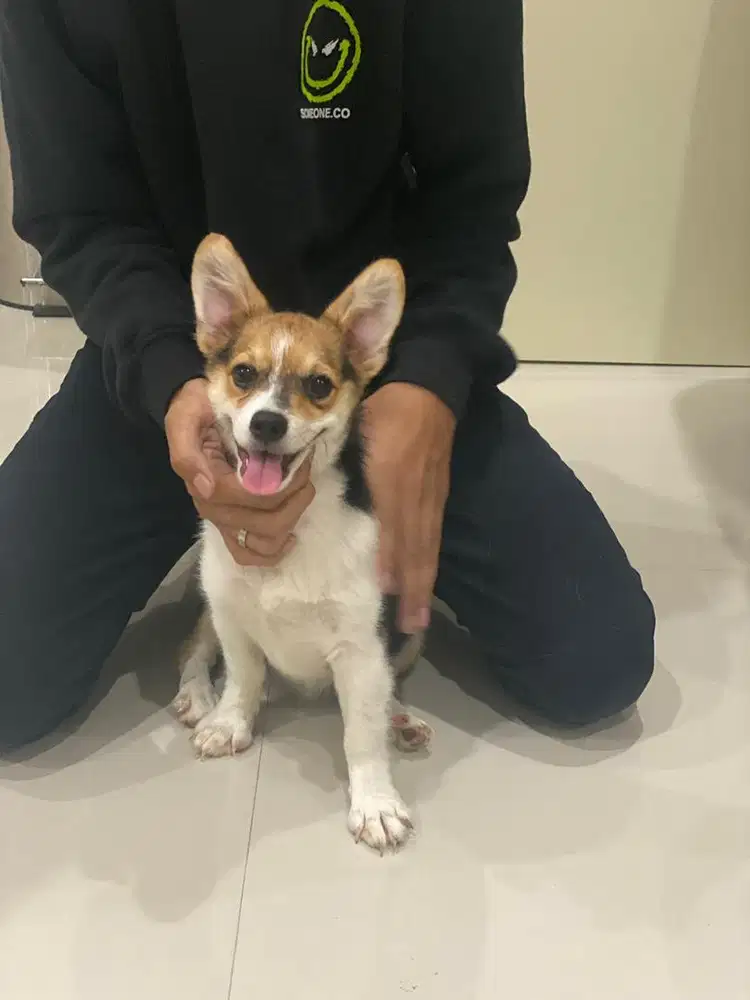 Pet sister atau pengurus anjing