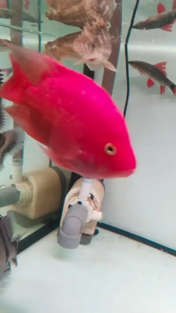 Ikan red mamon.