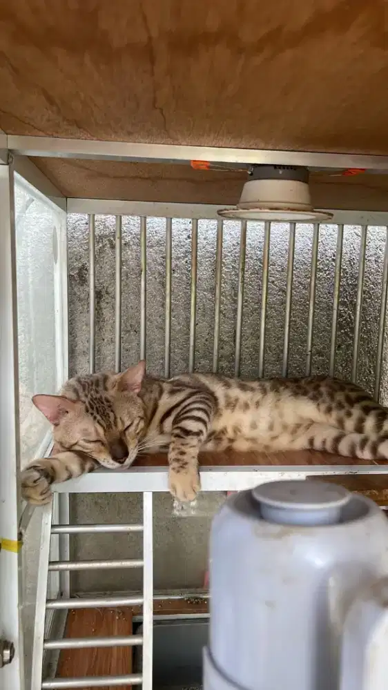 Kucing jantan ras
