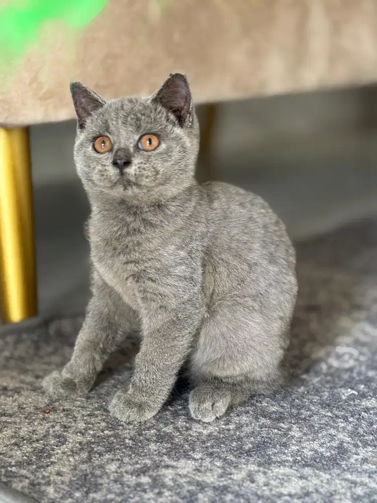 Jual kucing bsh