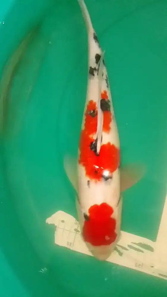 Ikan koi jenis SANKE 43cm jantan