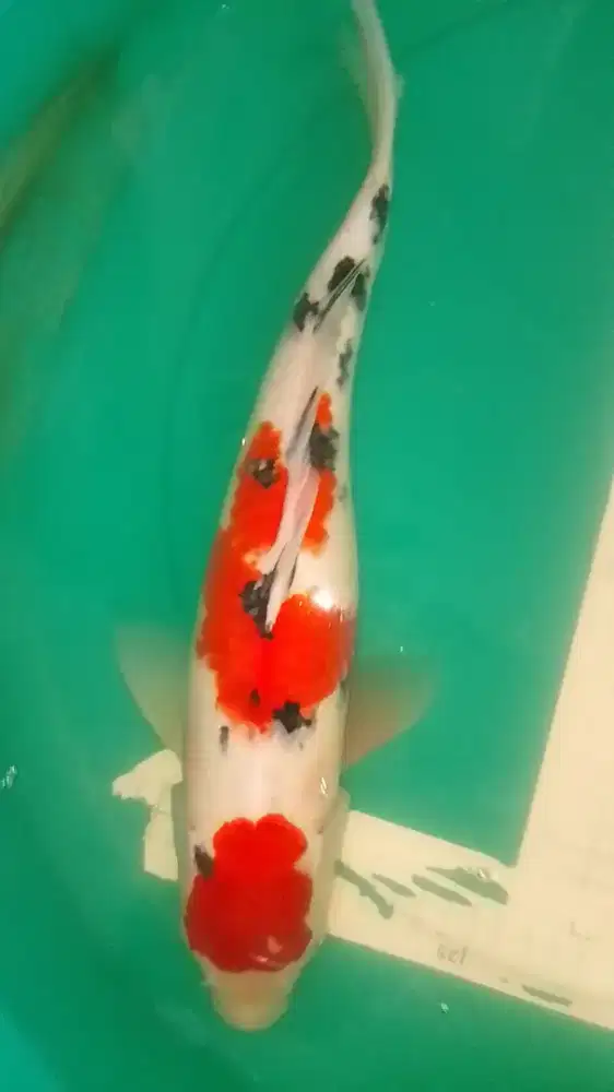ikan koi jenis SANKE size 43cm