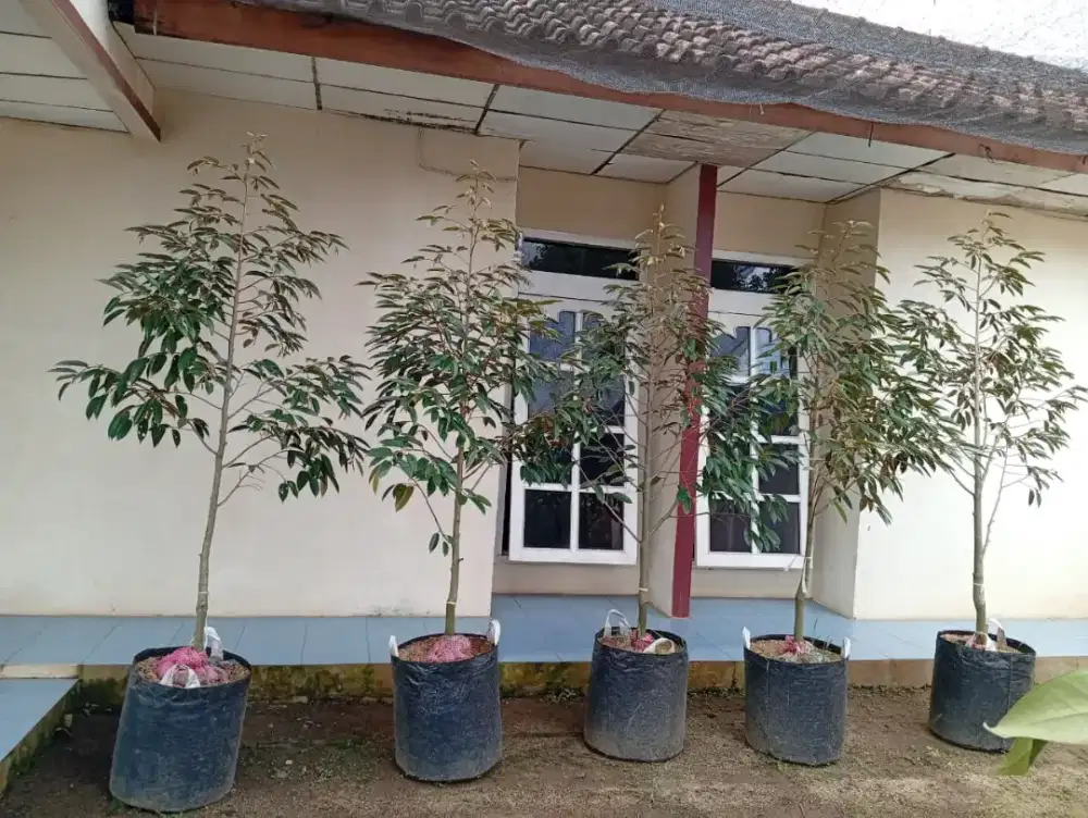 Bibit tanaman durian tinggi hampir 2 meter siap tanam