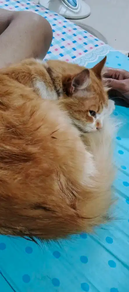 Kucing Dom X Persia