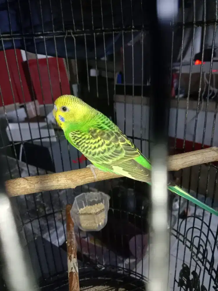 Burung parkit lokal gacor fullset kandang love bird jual cepat aja