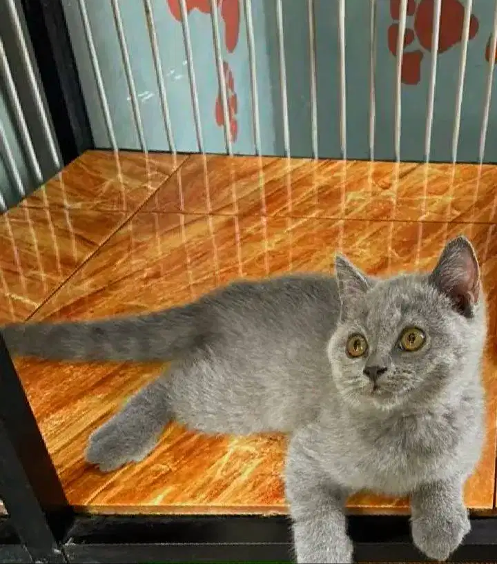 Kucing kitten BSH female super gemoy