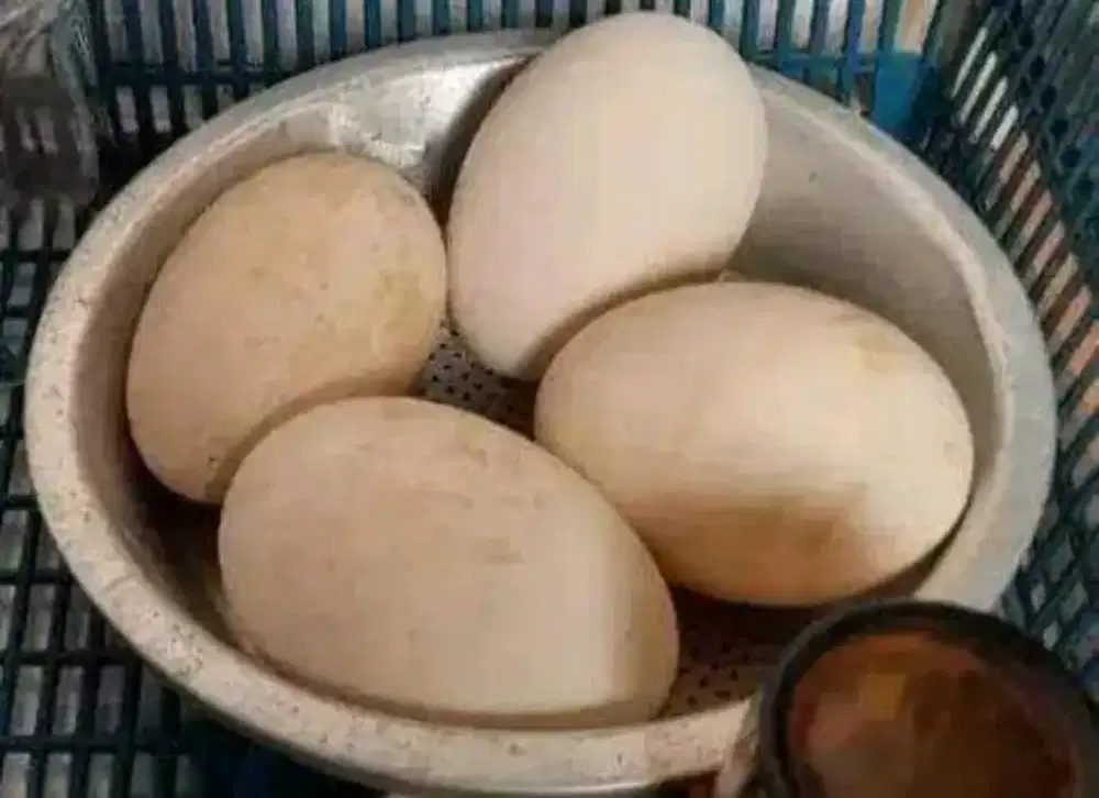 Telur soang tembuhuk gagal menetas