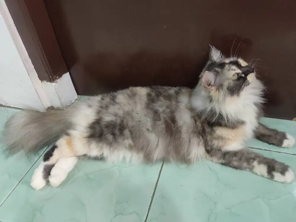 Lepas adopt adult betina Mainecoon Mix Norwegian di Jakarta Selatan