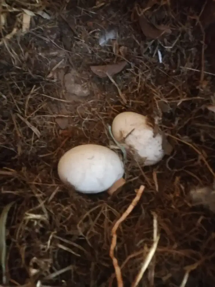 Telur soang angsa calang