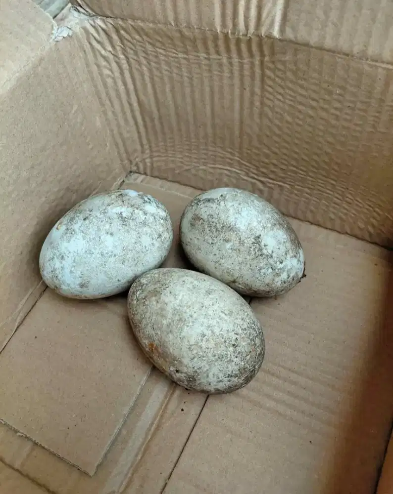 Telur soang busuk gagal menetas