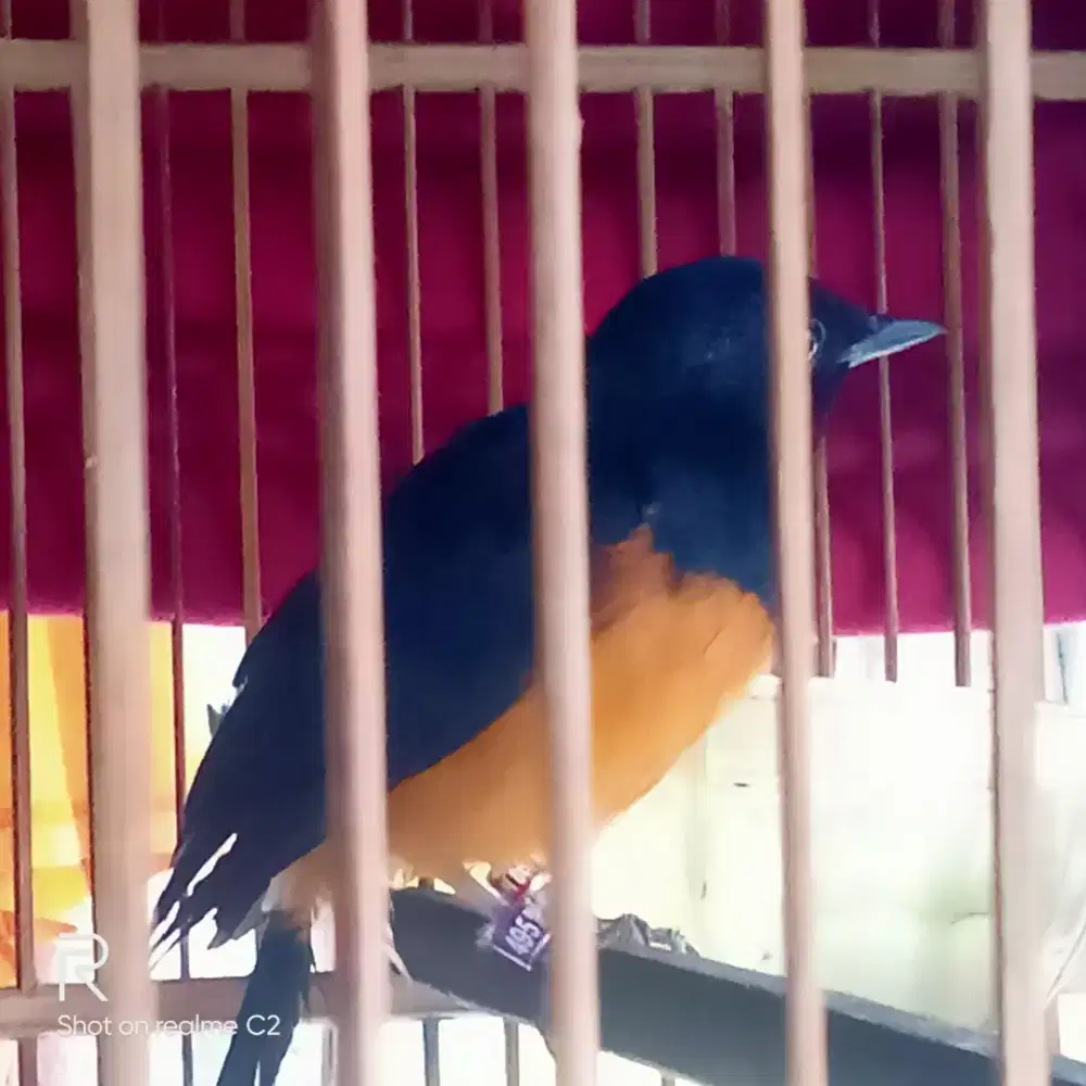 burung murai fullset