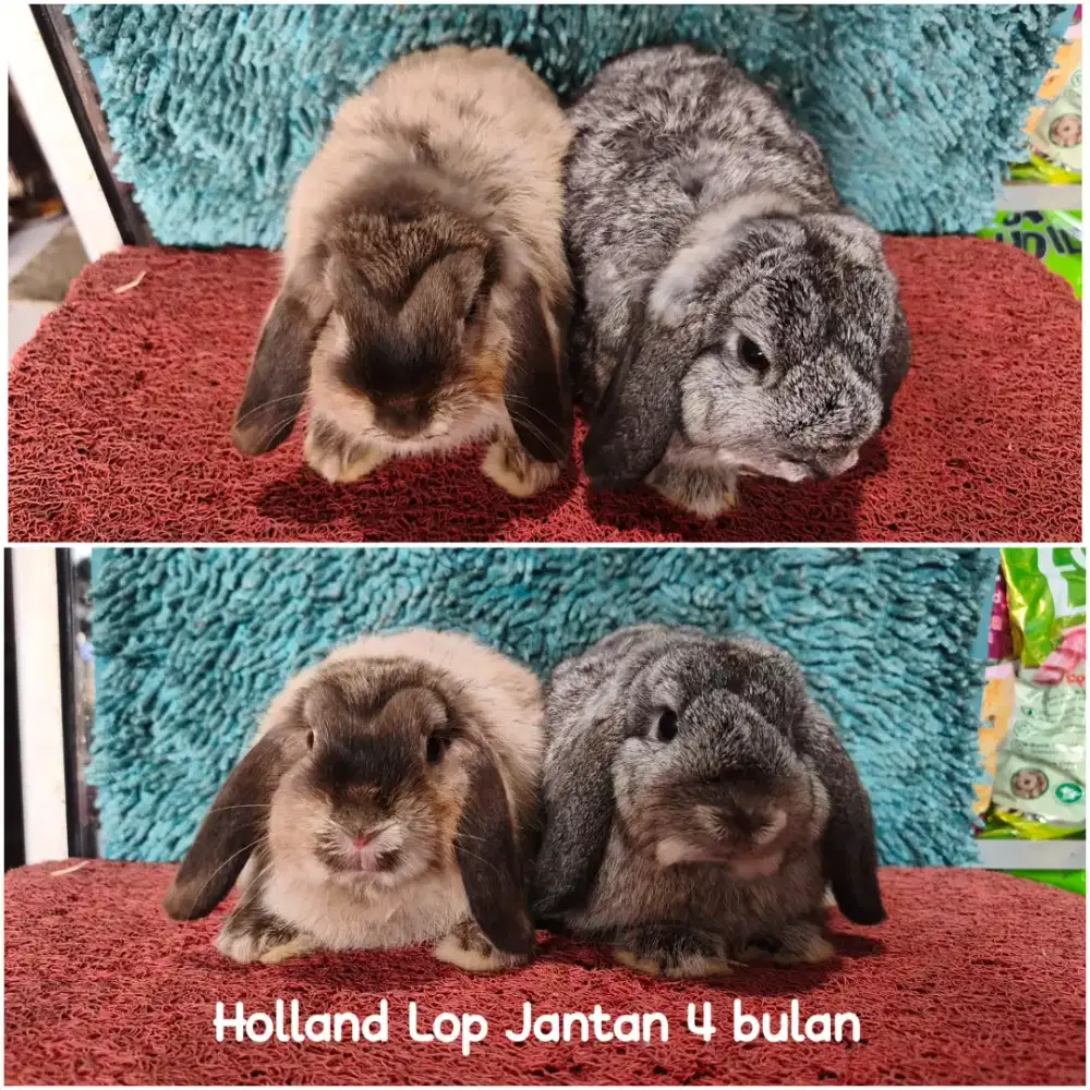 Anakan Kelinci Holland Lop usia 4 Bulan