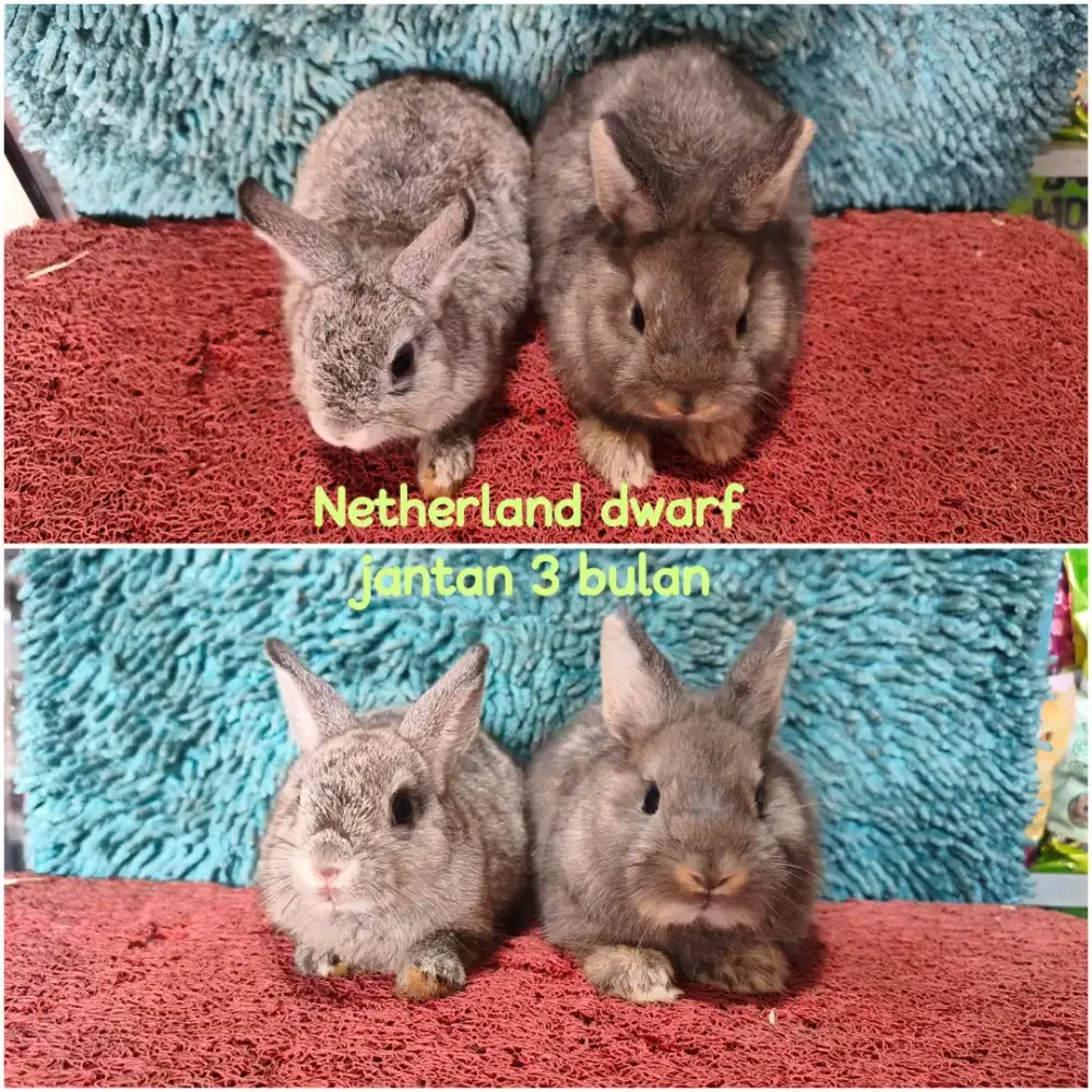 Anakan kelinci Netherland Dwarf usia 3 Bulan