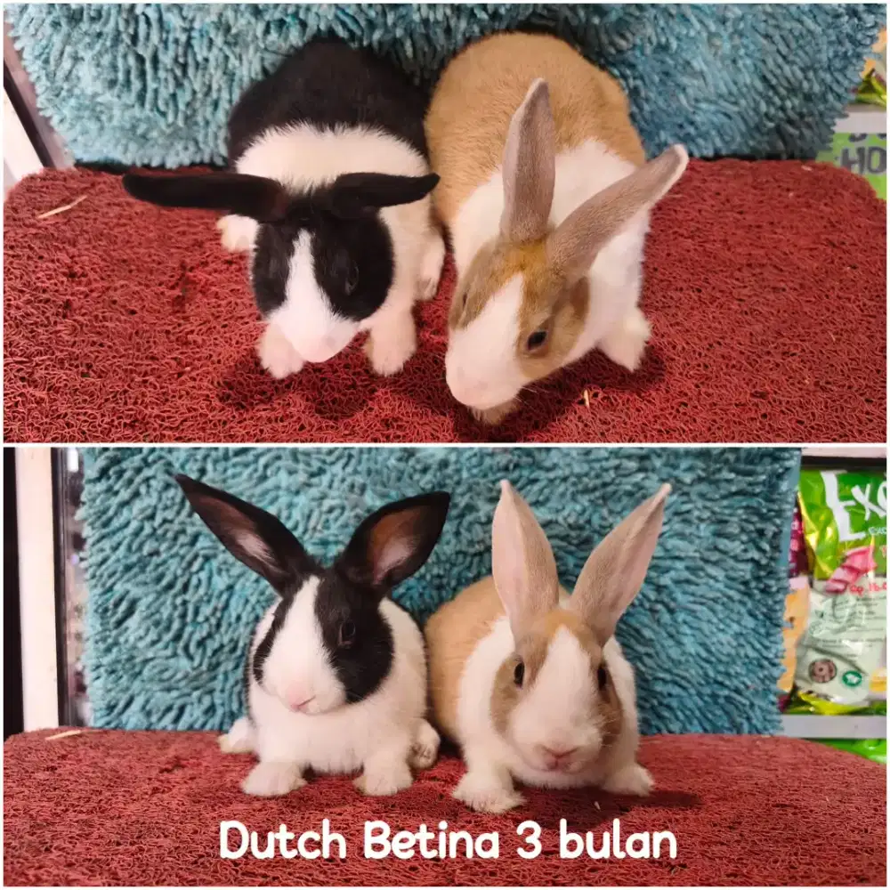 Anakan Kelinci Dutch usia 3 bulan lebih