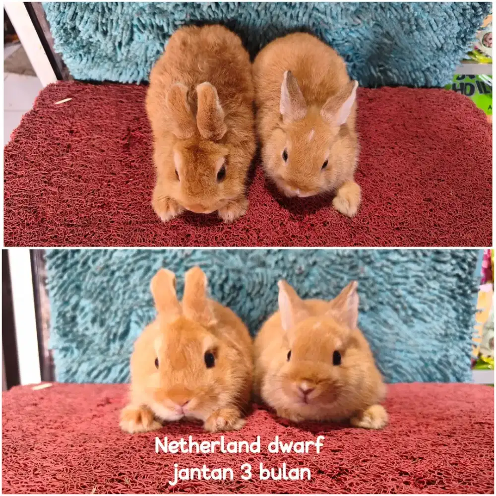 Anakan kelinci Netherland Dwarf 2 bulan warna oren dan putih mata biru