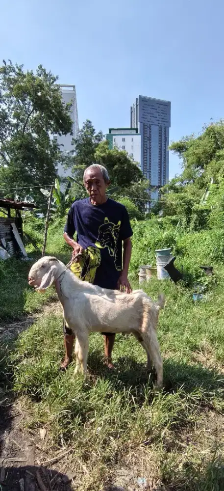 Kambing murah surabaya. Praktis