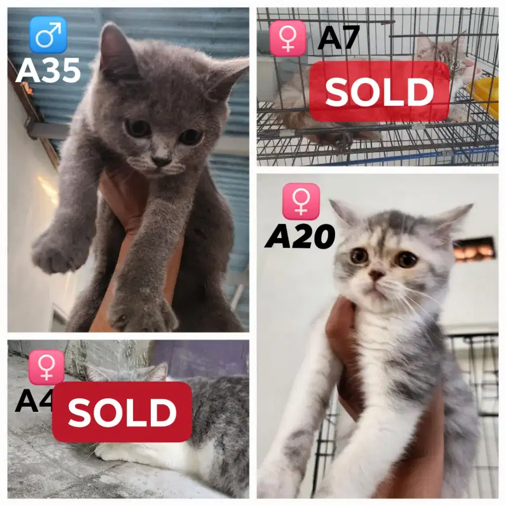 Lepas Adopt Borongan Kucing BSH Bristish Shorthair Scottish Straight
