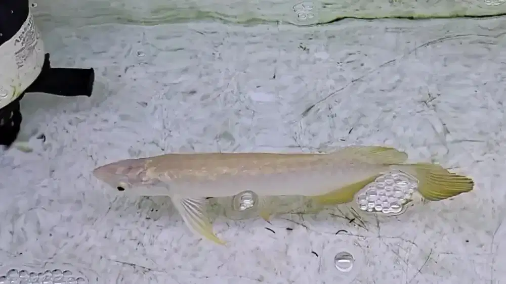 Promo Ikan arwana golden crossback 24k import