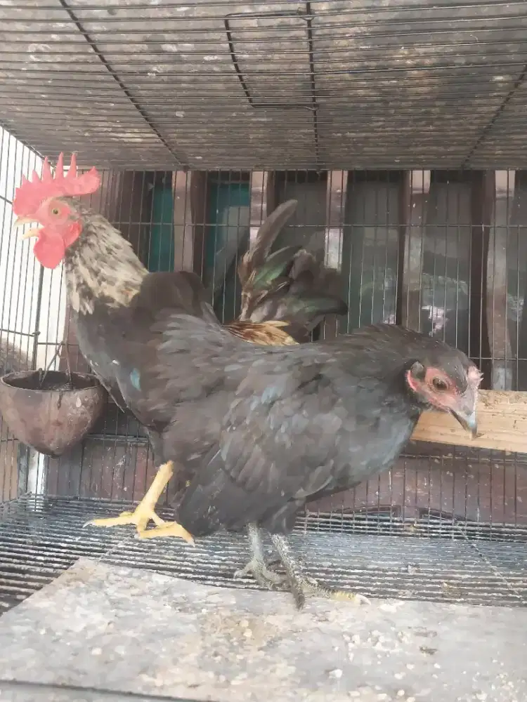 Ayam Kate Sepasang usia muda