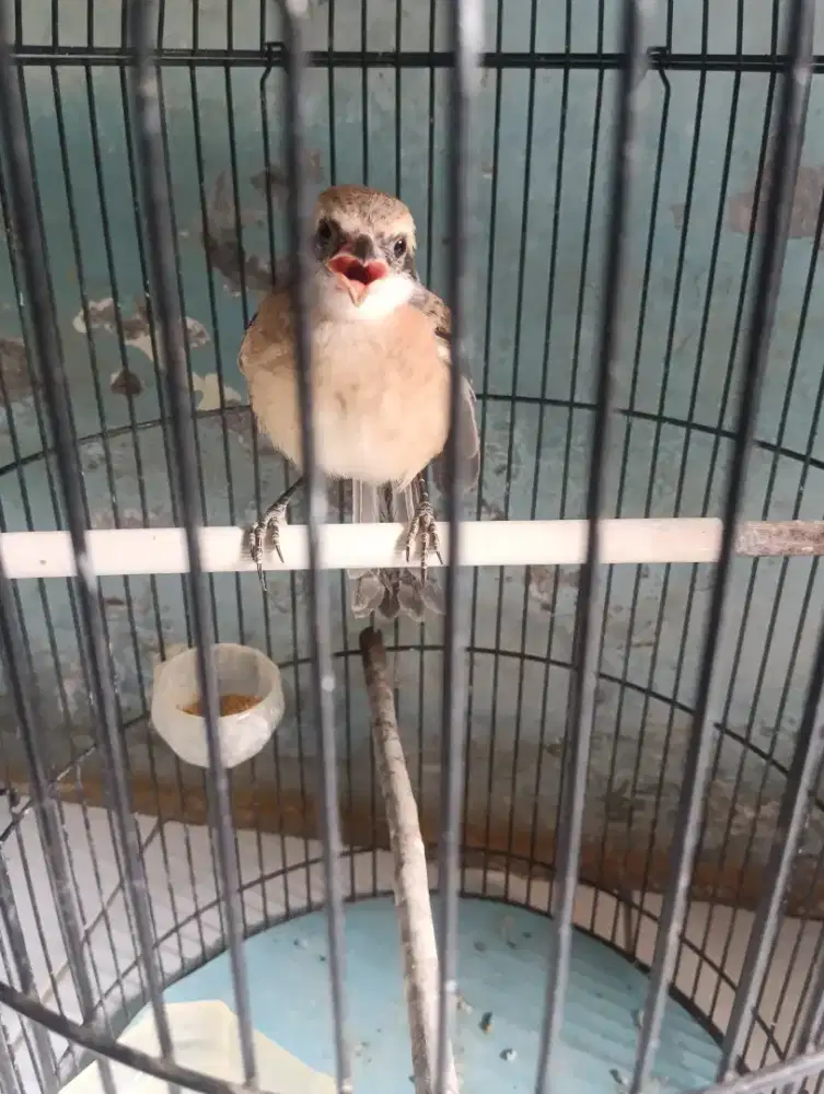 Lolohan Pentet Jatim Mandiri