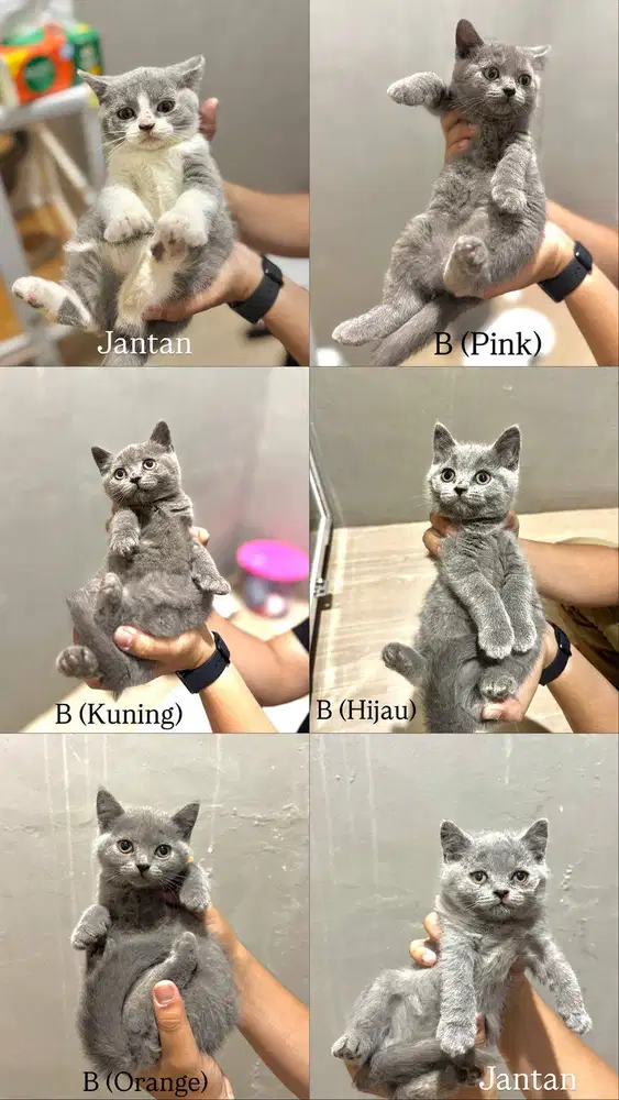 Kucing British Shorthair