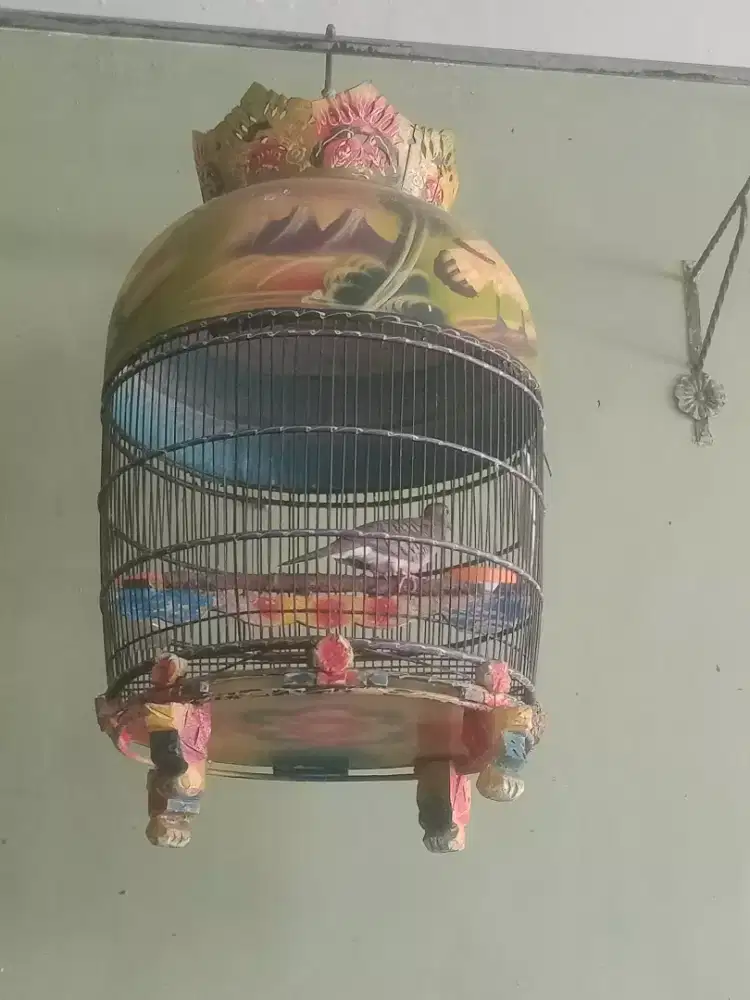 Jual perkutut borongan