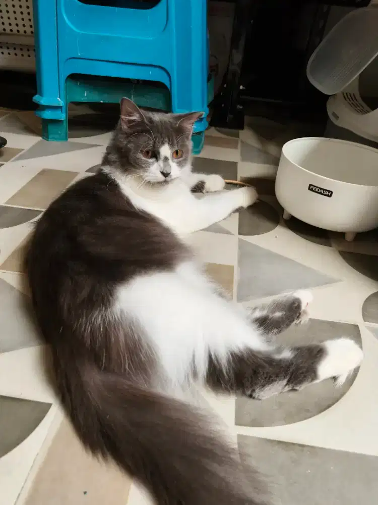 Kucing Betina Persia