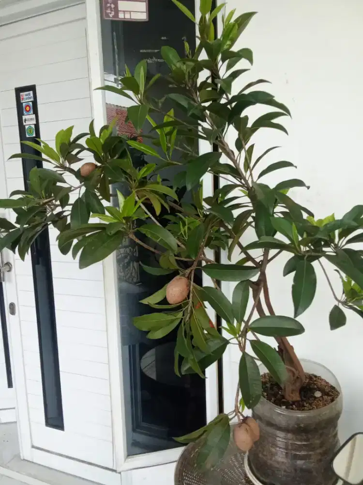 Pohon sawo berbuah lebat