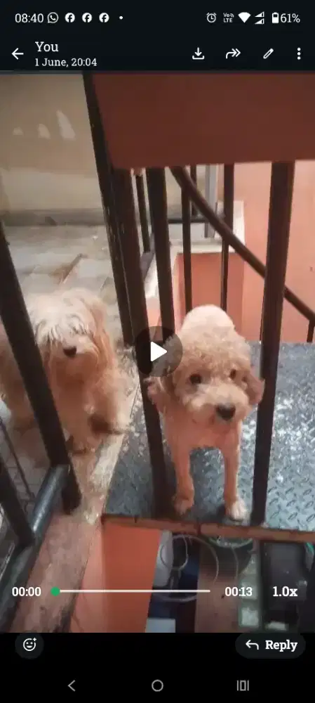 Open Adopt poodle malteepo maltipo