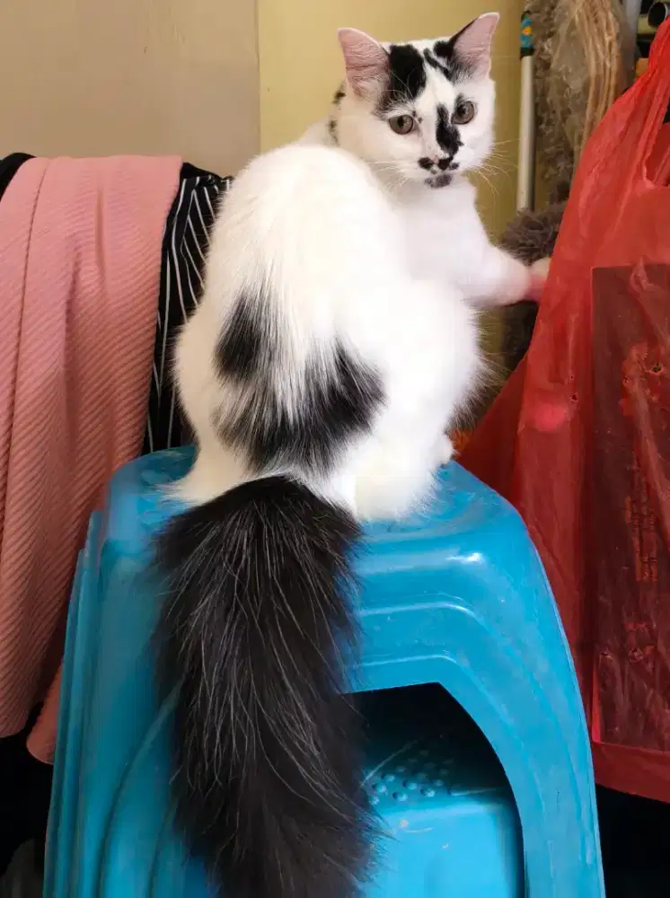 Anak Kucing Persia Mix Jantan