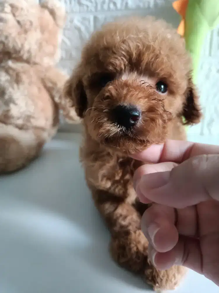 poodle betina red
