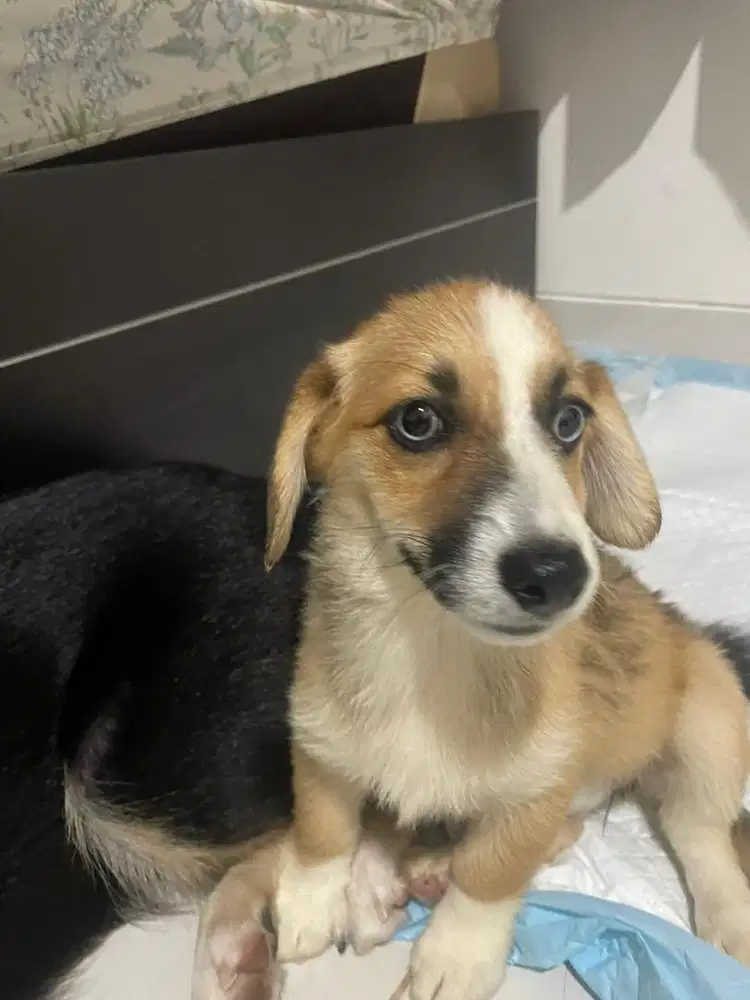 Corgi x australian sheperd (mata biru)