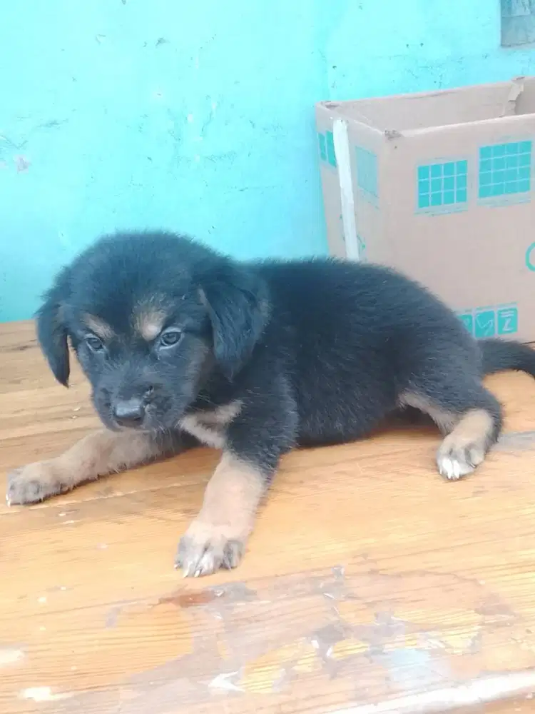 OPEN ADOPSI ANAK ANJING GRATIS