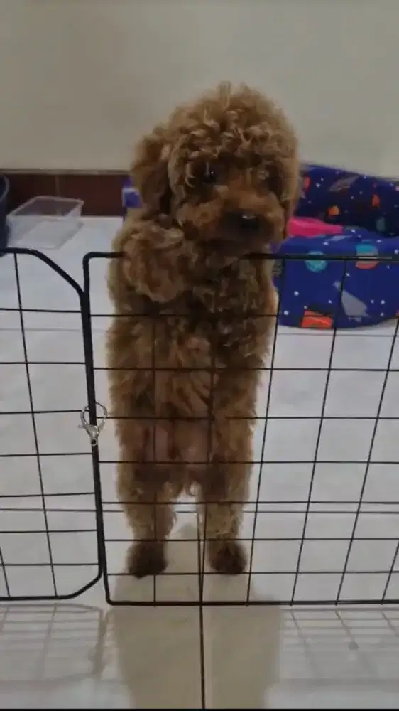 Red poodle 4bln