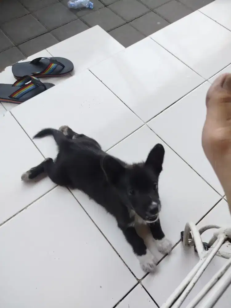 Anakan corgi jantan 2bln suda vaksin lengkap