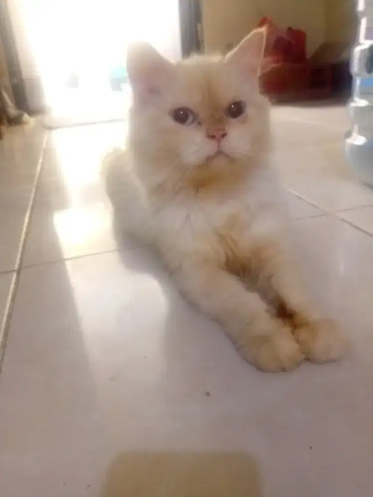 Kucing mix persia, hima