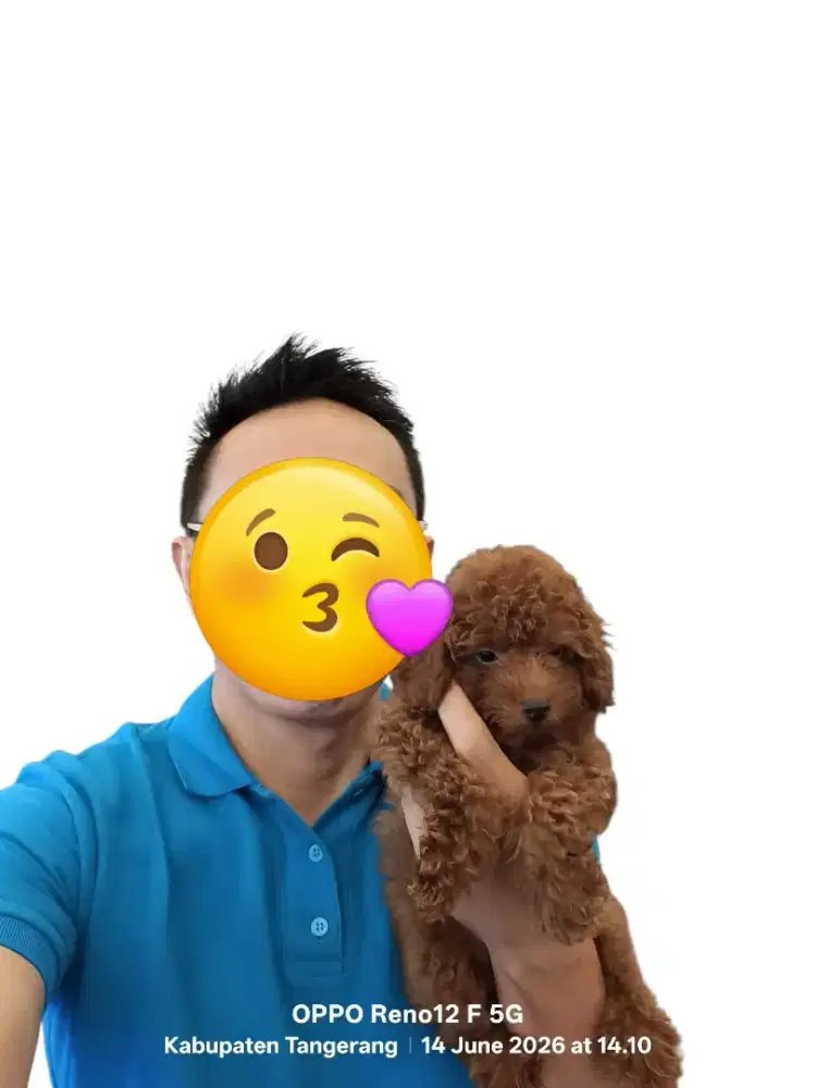 Super red toy poodle jantan. Stb, vaksin