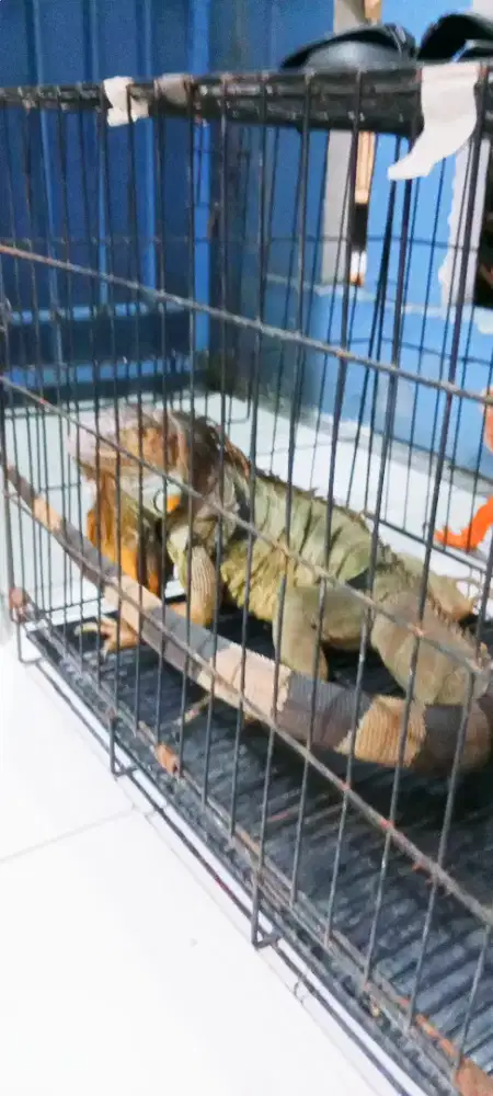 Iguana betina supr jumbo.