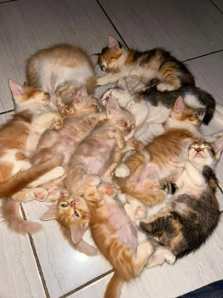 FREE ADOPT KITTEN