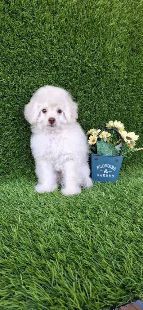 Pooodle mix pomeranian