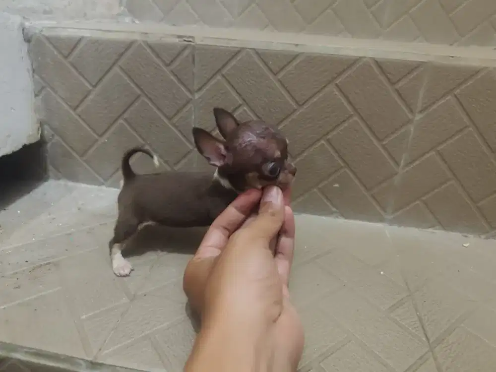 Chihuahua betina stambum
