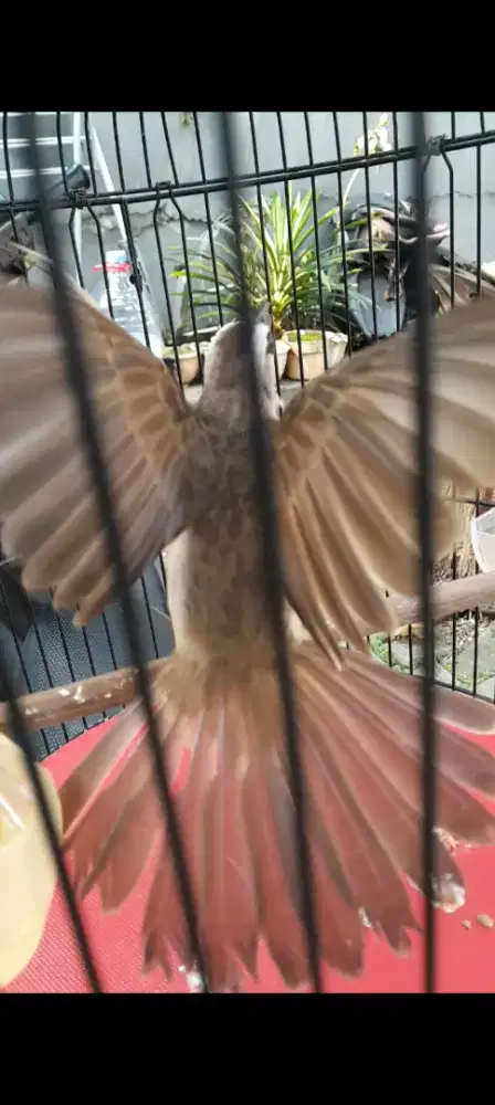 BURUNG CRUKCUK ROPEL GARUDA GACORDOR