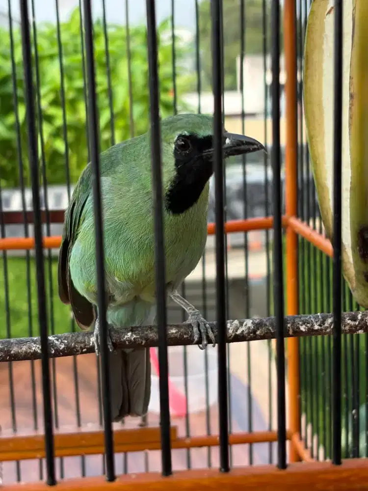 Murai green ex prestasi