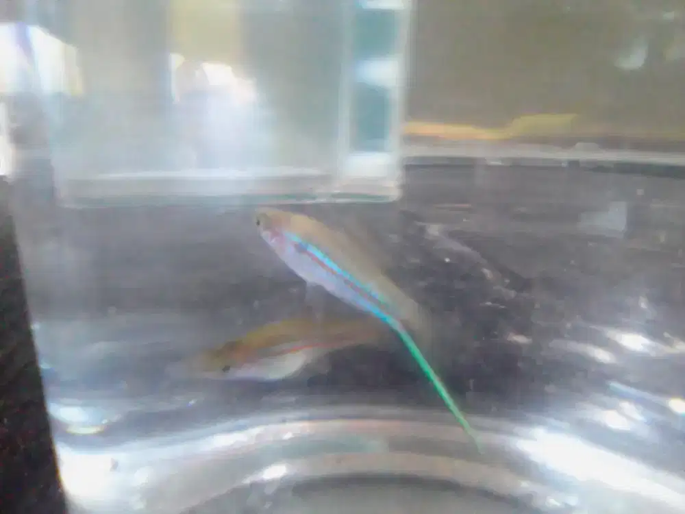 ikan curus,pedang