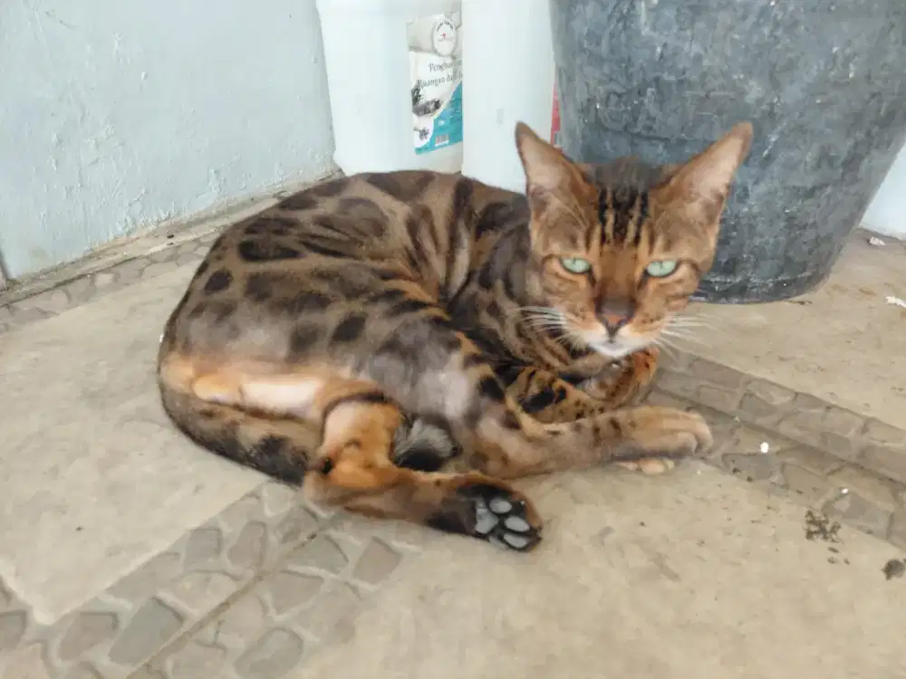 Kucing ras adult