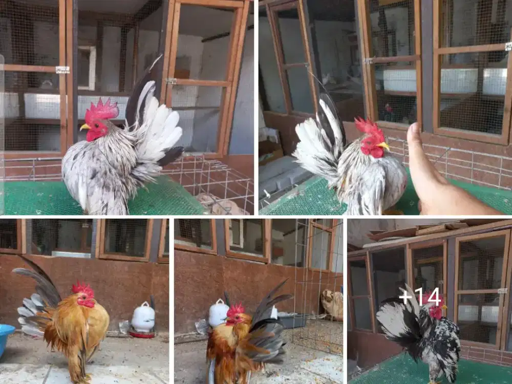 Ayam serama jantan siap kawin