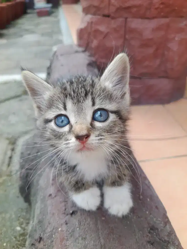 Jual Kittem Persia Ragdoll